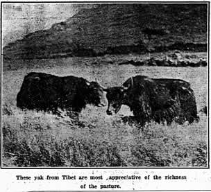 Young Yaks